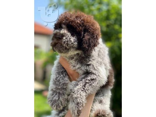 Κουτάβια Lagotto Romagnolo